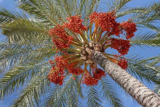 علت رشد نکردن درخت خرما