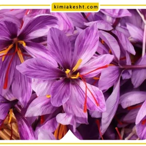 برای افزایش گلدهی زعفران