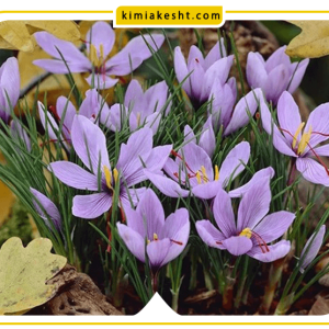 کود آهن برای زعفران