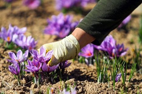 نحوه و مقدار مصرف کود آهن برای زعفران