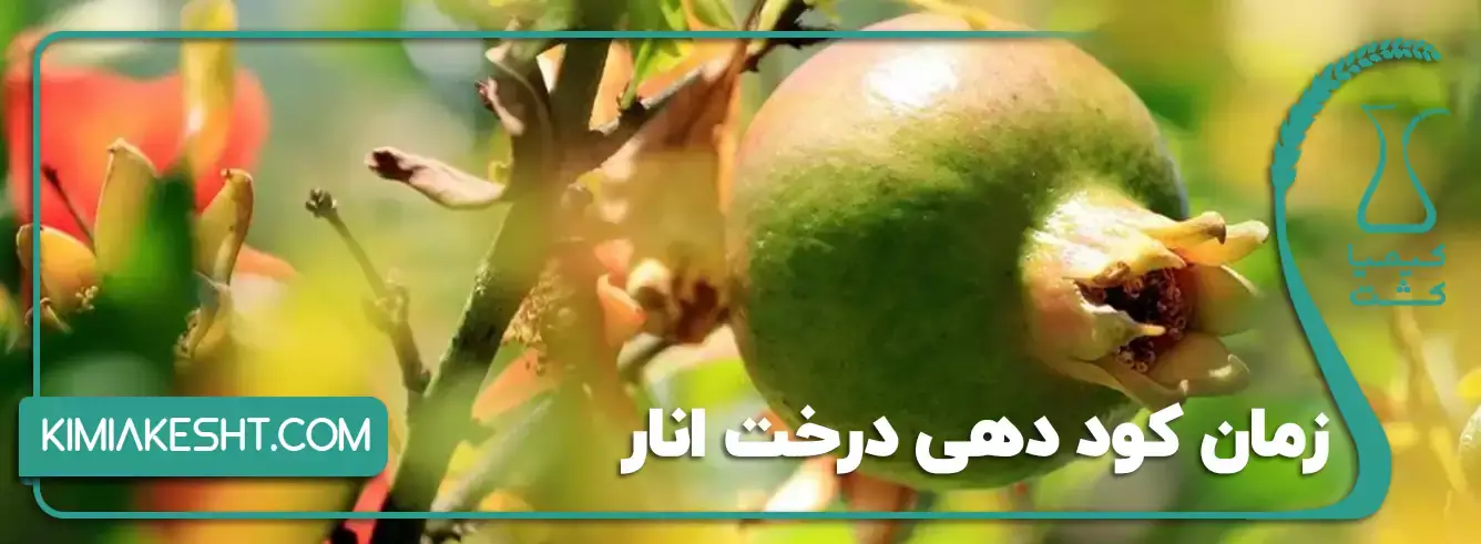 بهترین زمان کود دهی درخت انار