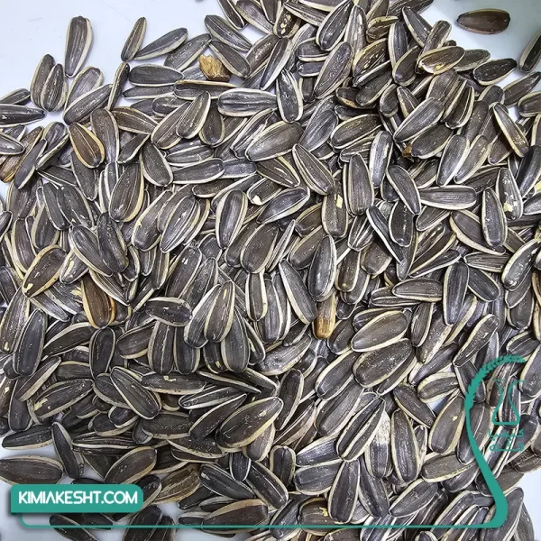 تخمه آفتاب گردان کانادایی