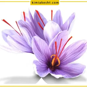 کود هیومیک اسید برای زعفران