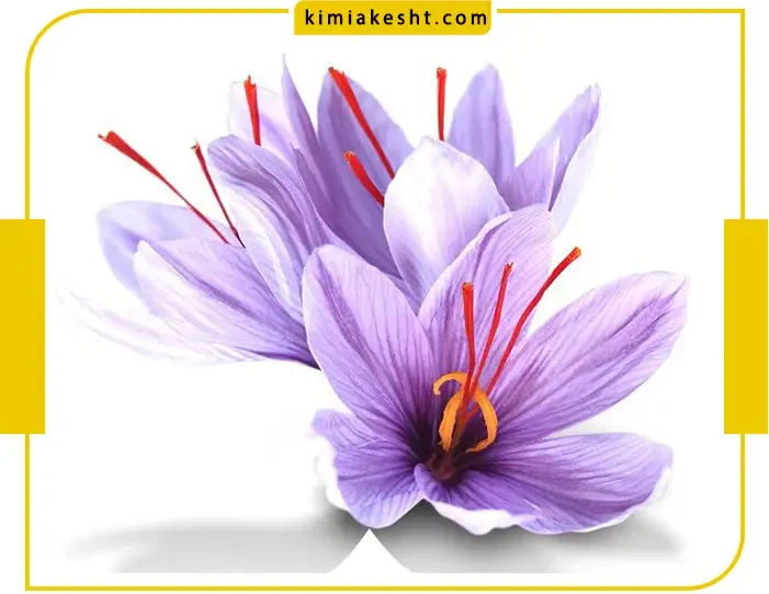 کود هیومیک اسید برای زعفران