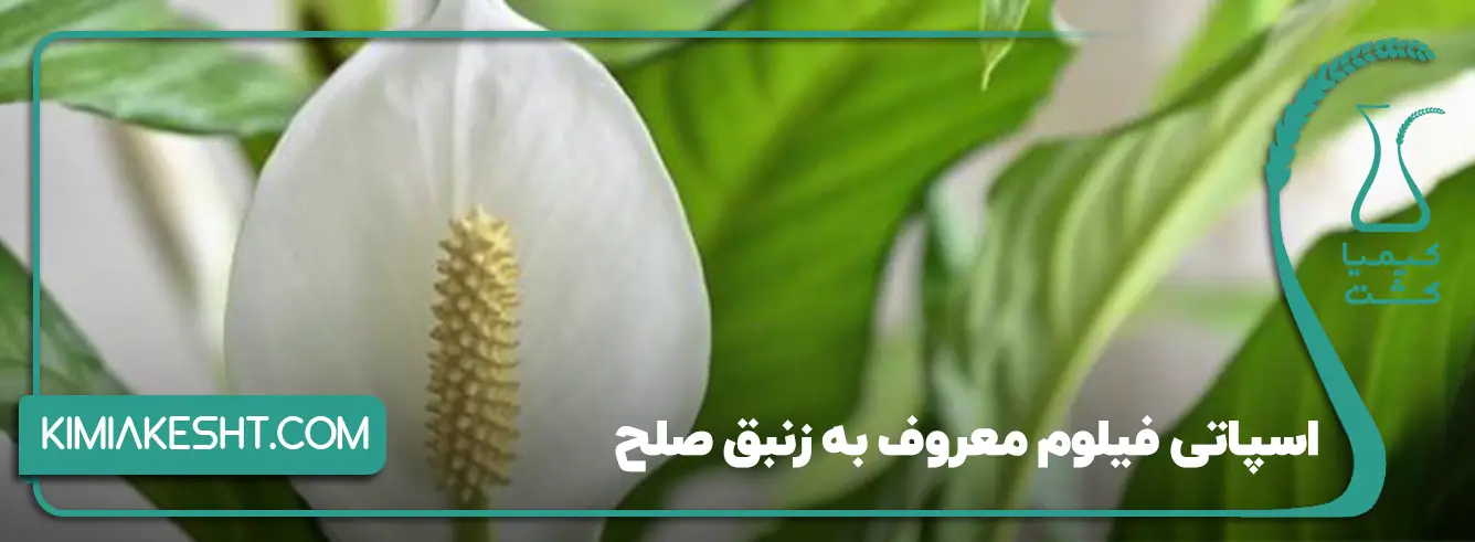 گل اسپاتی فیلوم