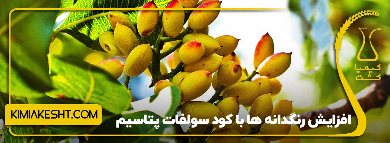 بهبود رنگ‌گیری و کیفیت ظاهری