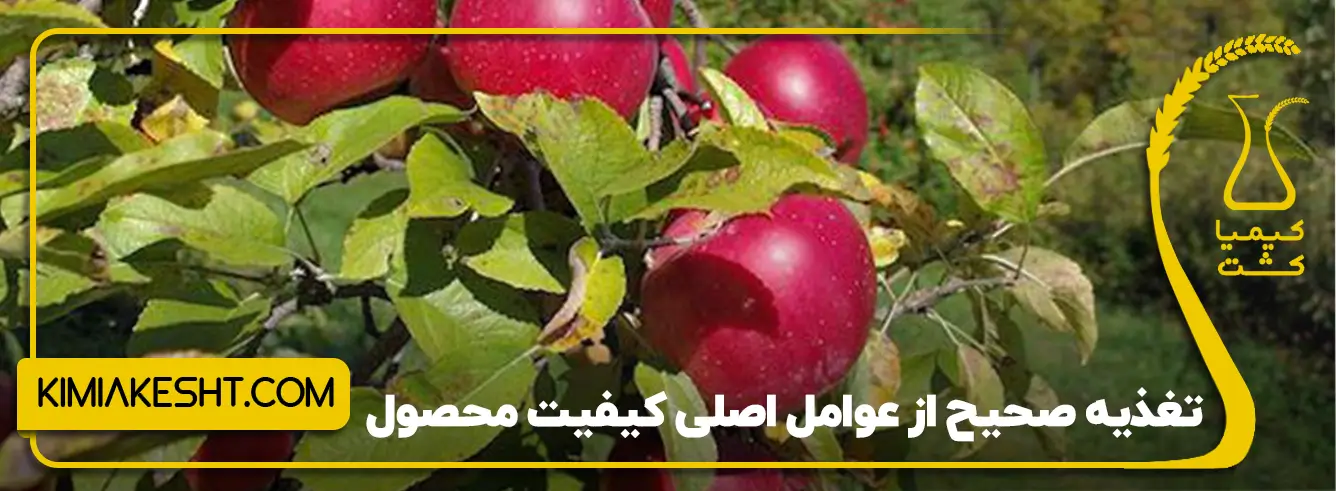 از عوامل بالا رفتن کیفیت محصول تغذیه صحیح