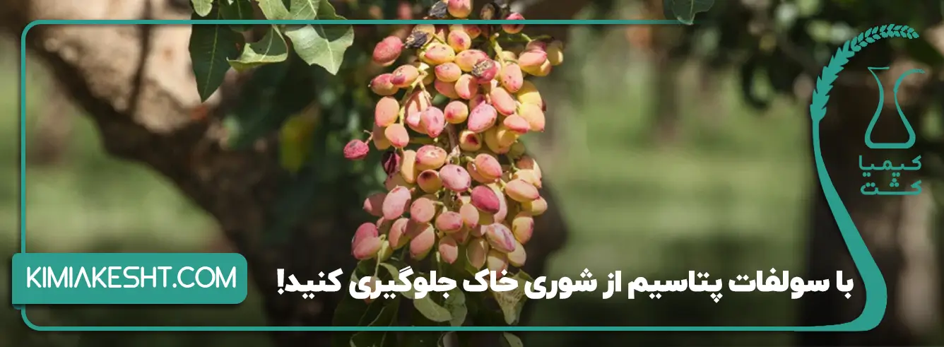 1. فاقد کلر: آسیب نزدن به گیاهان حساس