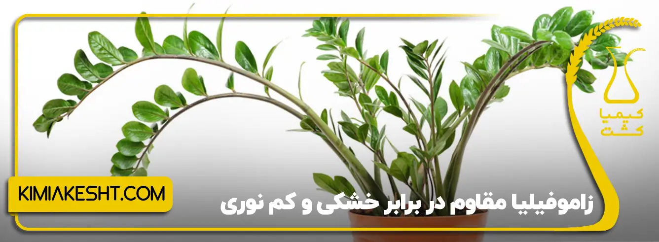 گل زاموفیلیا