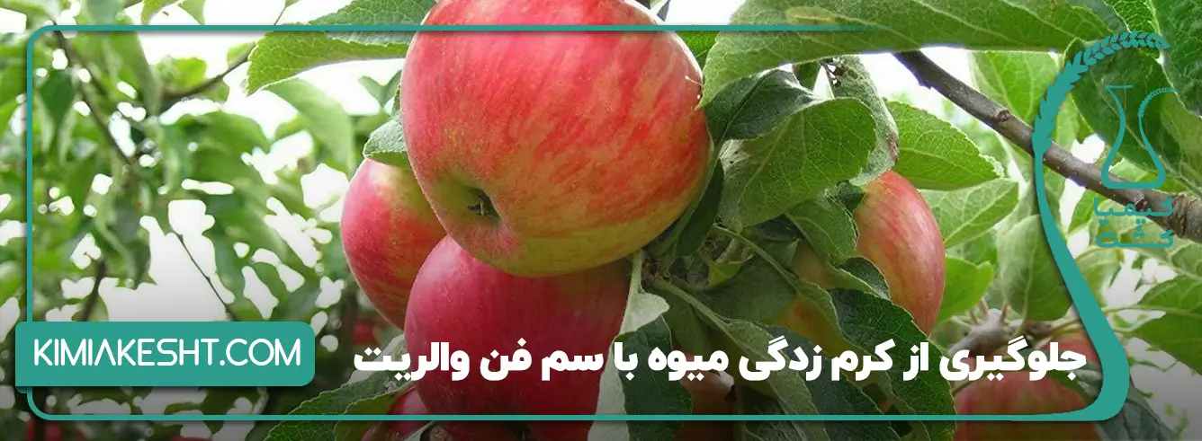 تشکیل میوه