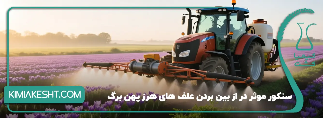 معرفی سم علف کش پهن برگ زعفران
