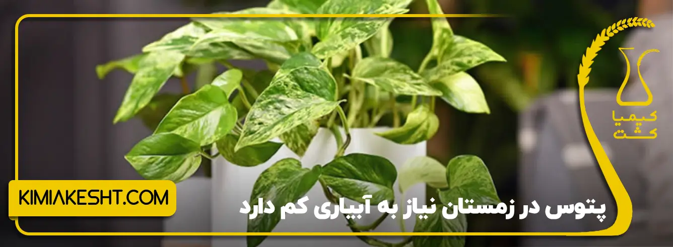 گل پتوس