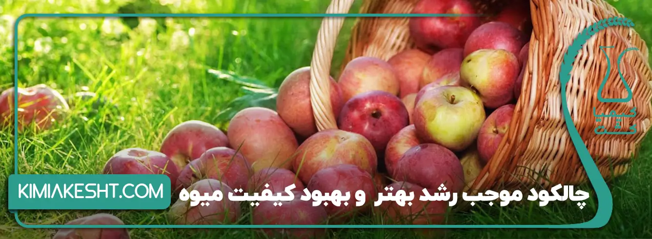 چالکود موجب رشد بهتر کیفیت
