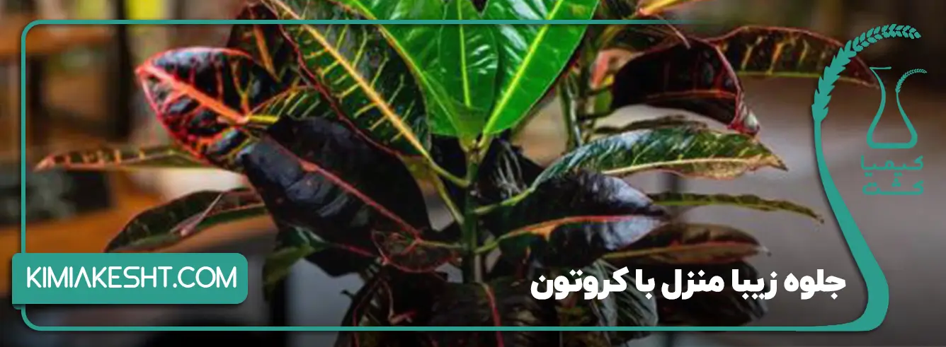 گل کروتن