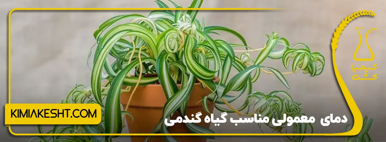 گل گندمی