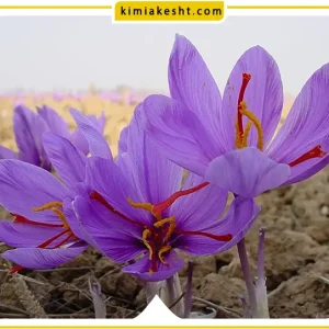 کود npk برای زعفران