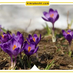 قازچ کش و کنه کش زعفران