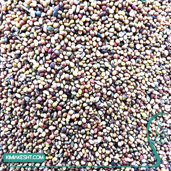 شبدر 7 رنگ اصلاح شده پايه کوتاه