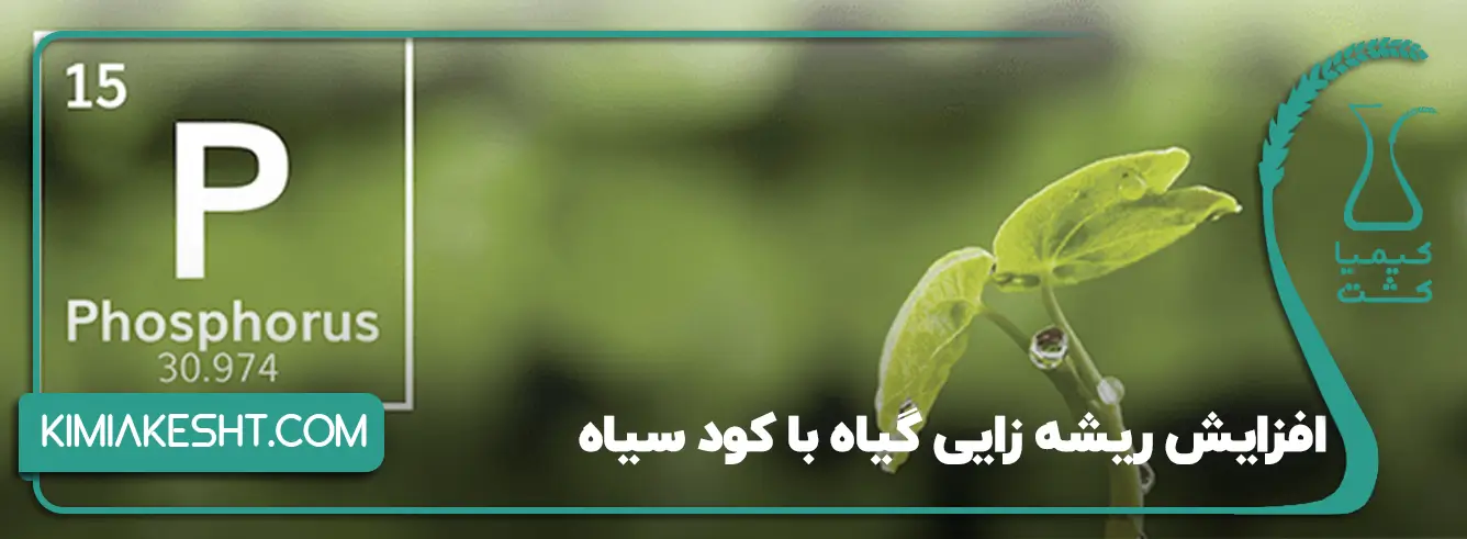 افزایش ریشه زایی گیاه با کود سیاه