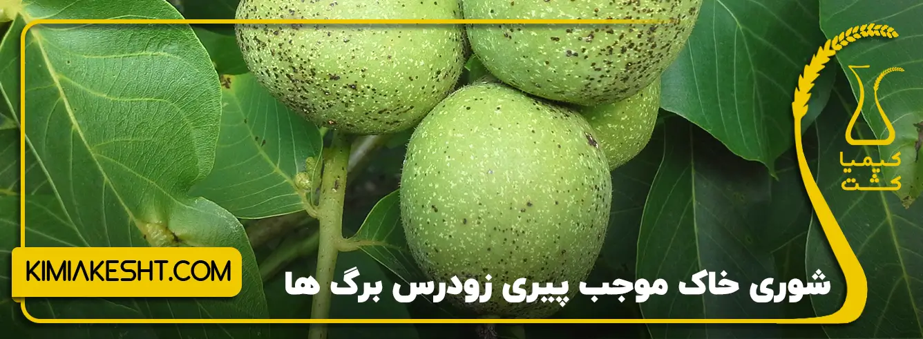 پیری زودرس درختان گردو با نمک