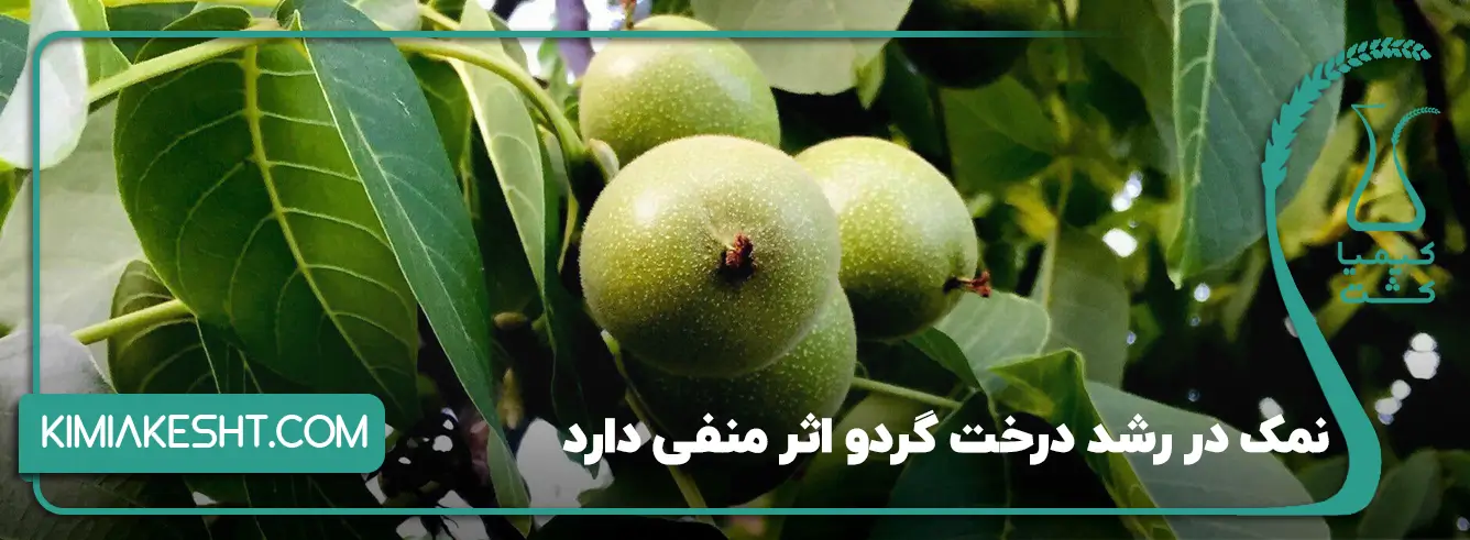 نمک بر درخت گردو چه تاثیری دارد؟
