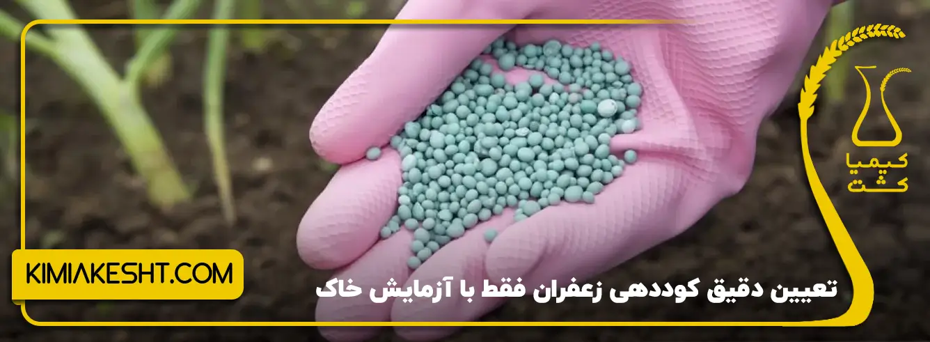 مقدار مصرف کود NPK برای زعفران