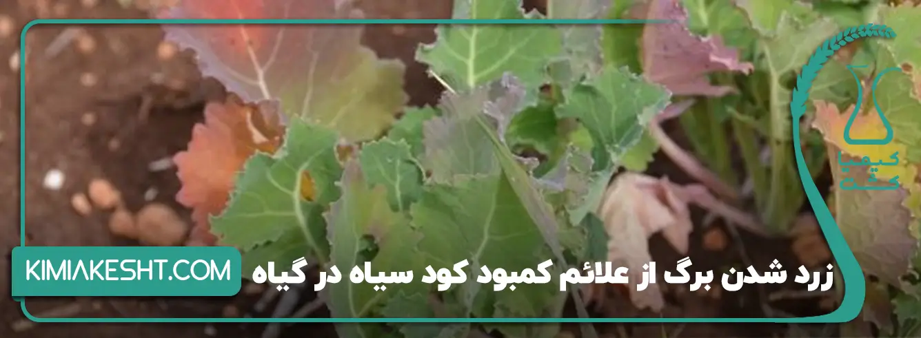 کمبود کود سیاه در گیاهان چه علائمی دارد؟