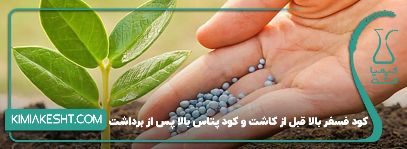 زمان مصرف کود NPK برای زعفران