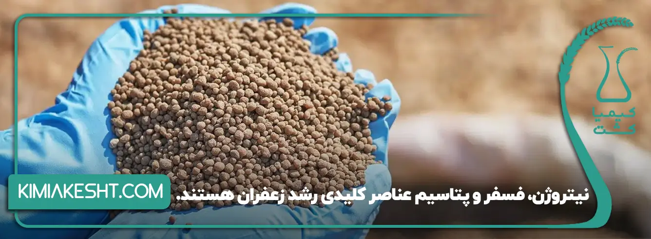 کود NPK در زعفران چه تاثیری دارد؟