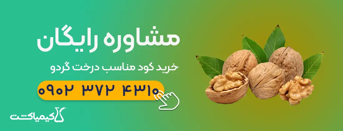 مشاوره خرید خود درخت گردو