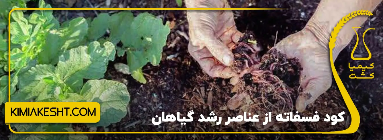 5 کاربرد کود سیاه