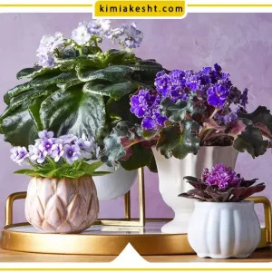 نکات نگهداری گل و گیاه درخانه