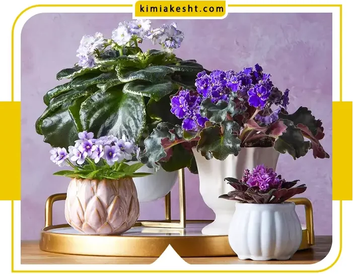 نکات نگهداری گل و گیاه درخانه