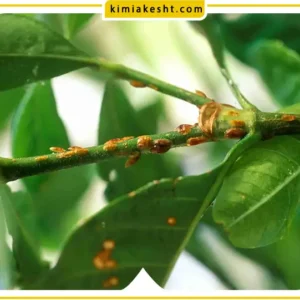آفات گیاهی و روش های طبیعی از بین بردن آن