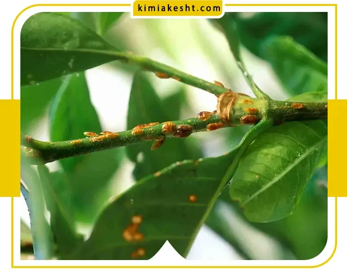 آفات گیاهی و روش های طبیعی از بین بردن آن