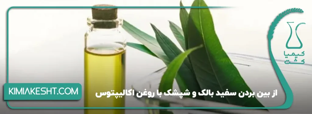 از بین بردن سفید بالک و شپشک با روغن اکالیپتوس