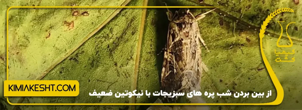 از بین بردن شب پره های سبزیجات با نیکوتین ضعیف