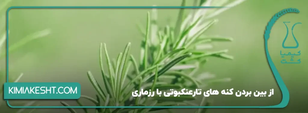 از بین بردن کنه های تارعنکبوتی با رزماری
