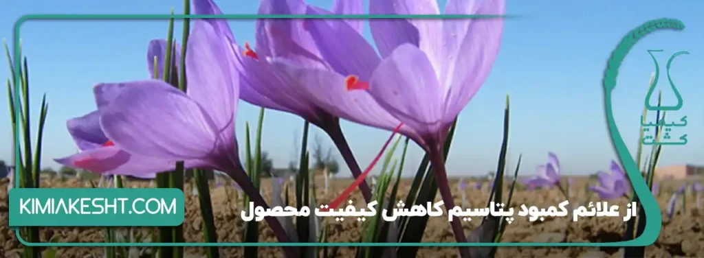 از علائم کمبود پتاسیم کاهش کیفیت محصول