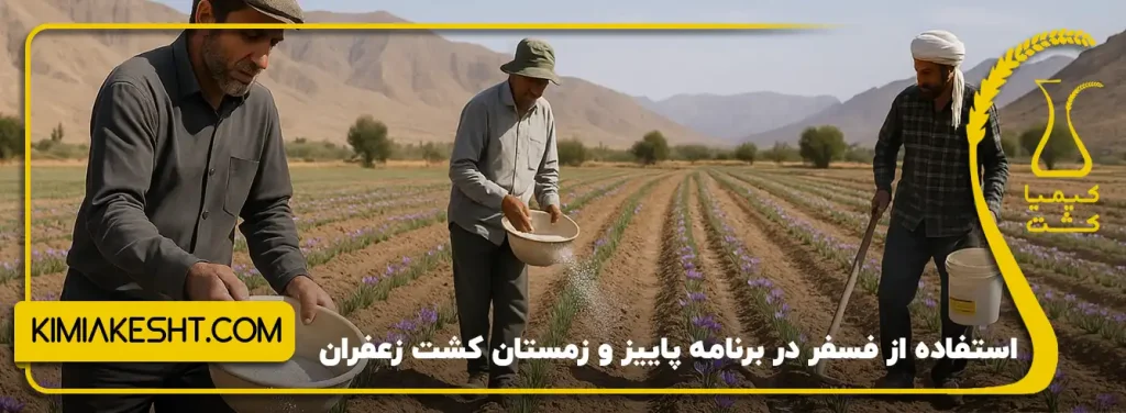 استفاده از فسفر در برنامه کشت زعفران