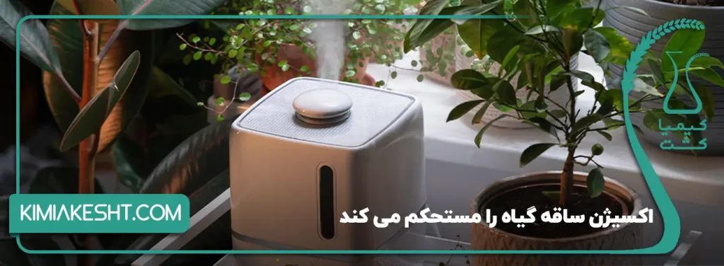 اکسیژن ساقه گیاه را مستحکم می کند