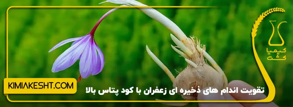 تقویت اندام های ذخیره ای زعفران با کود پتاس بالا