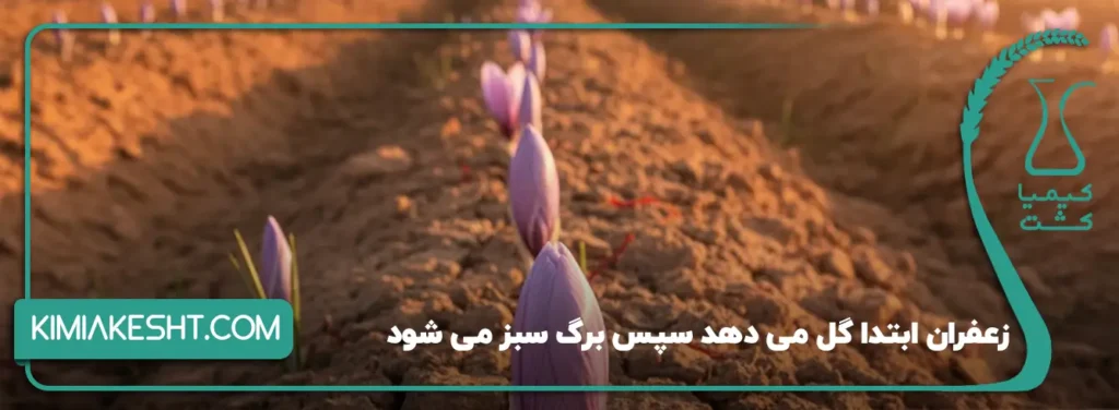 زعفران ابتدا گل می دهد