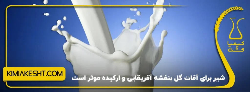 شیر برای آفات گل بنفشه آفریقایی و ارکیده موثر است