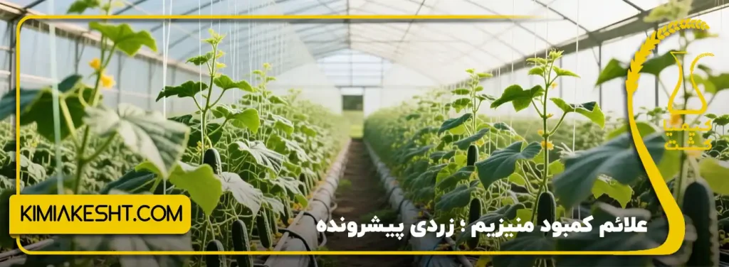 علائم کمبود ، زردی پیشرونده