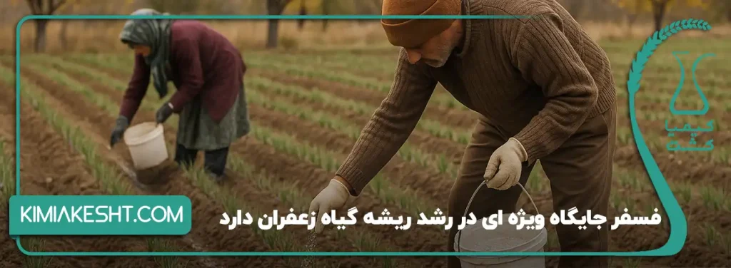 فسفر جایگاه ویژه ای در رشد ریشه گیاه زعفران دارد
