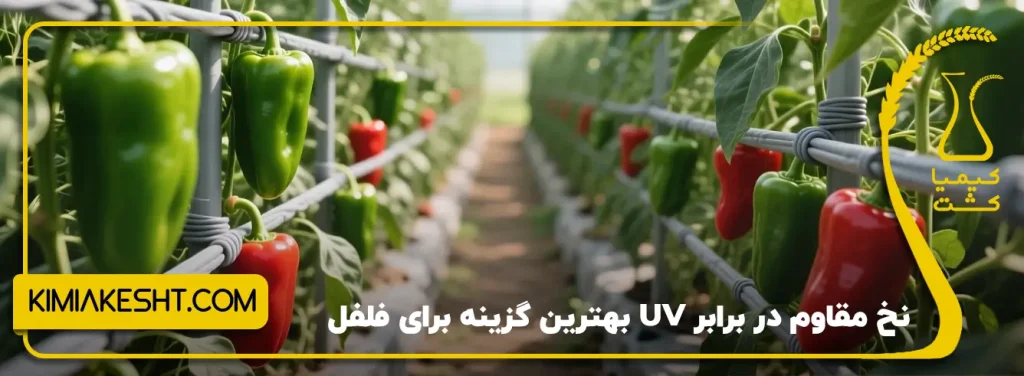نخ uv مناسب برای فلفل