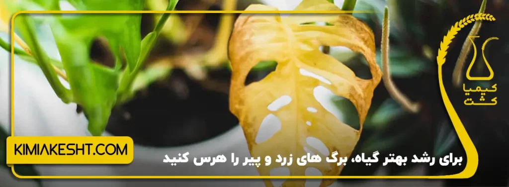 هرس کردن گیاه