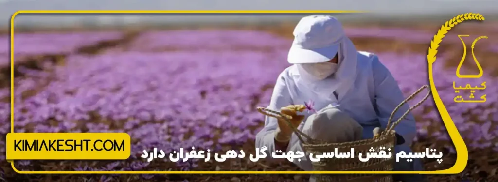 پتاسیم نقش اساسی جهت گلدهی زعفران دارد