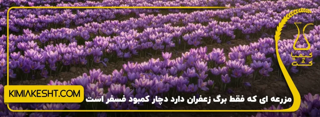 کمبود فسفر در زعفران گلدهی آن را کم می کند